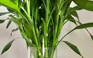 富贵竹一般养多少根,建议养1、2、4、6、8根