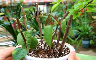 三角梅的扦插繁殖方法，枝条需要适当修剪后再扦插