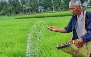 施磷肥的注意事项，以下6点需谨记