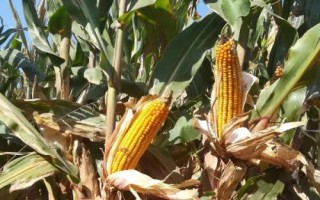 丰乐358玉米品种的特性，苗期注意防治蓟马及蚜虫危害