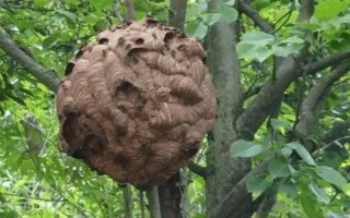 被黄胡蜂蛰了怎么办，远离蜂巢后再用弱酸性溶液清洗伤处