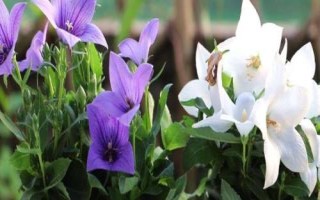 常见的洋桔梗品种介绍,品种众多各具特色