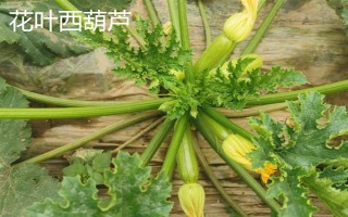 西葫芦的其它名称，具有美洲南瓜、小瓜等叫法