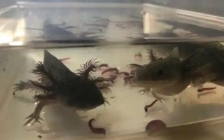 六角蝾螈的简介,学名叫做墨西哥钝口螈