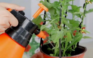 怎么修剪蓝雪花，生长初期可进行摘心和打顶