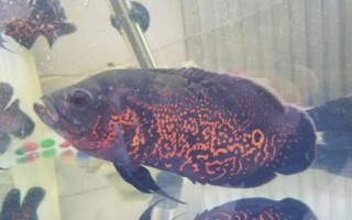 地图鱼几天不进食会被饿死，超过10-15天不进食就有可能会死亡