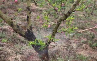 对果树使用农药的原则，选择正确的药物才能起到防效