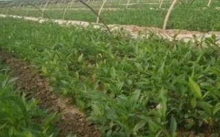 半夏是什么植物，是多年生草本植物