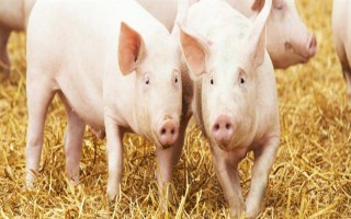 哪些秘方能避免猪生病，把马齿苋添加在饲料中可以清热解毒