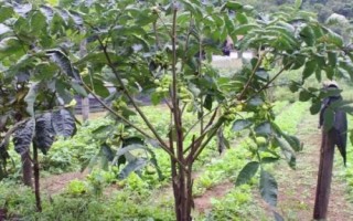 种植五倍子的要点,生长期间要控制树势、修剪病枯枝和徒长枝