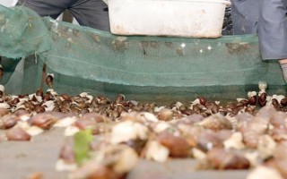 蜗牛适宜的生活环境,适宜生活环境温度为16-30℃