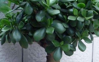 玉树有没有毒,汁液中含有毒素