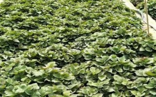 红薯的种植管理技术,要提前两个月育苗