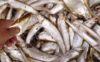 淡水鱼根据在水中的生活层次分类,分为中上层、中下层和下层鱼类