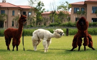 羊驼适合在什么地方养殖，适合在山区、草原等地养殖