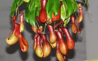 猪笼草的形态特征，株高在3米左右