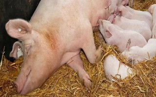 母猪产后用什么药物消炎，可用阿莫西林拌料饲喂