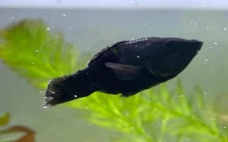 黑玛丽鱼属于卵生还是胎生动物，属于卵胎生鱼类