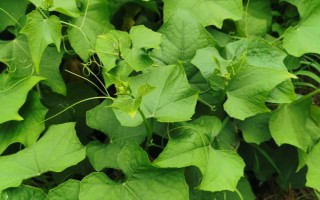 什么时候种植佛手瓜,在4-5月份种植可提高成活率