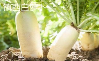 四川内江市威远县的特产，被评为中国无花果之乡