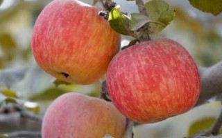 有哪些既好吃又不贵的水果，包括马蹄、雪莲果、软籽石榴等品种