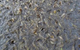 养殖泥鳅苗的方法，根据幼苗的规格决定放养密度