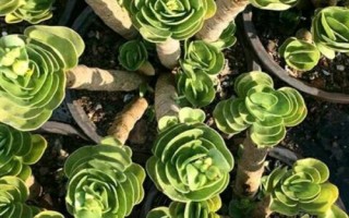 金钱木叶片发黄怎么处理,夏季可转移至半阴环境中养护