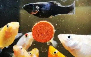 玛丽鱼能和孔雀鱼一起养吗,可以在一起养