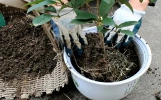 桂花的叶子掉光了还能成活吗，只要根部没受损便可活