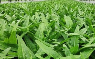 油麦菜高产种植方法,种植前要深翻土壤