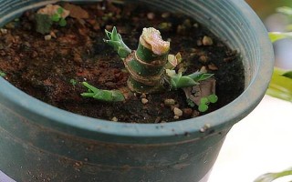 观音竹的繁殖方法，一般以扦插为主