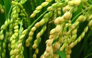 蓉18优609水稻种子特征特性,综合防治病虫害
