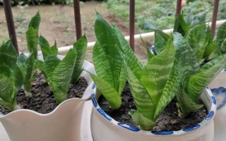 虎皮兰如何扦插,要选择健康的虎皮兰枝叶上的叶子