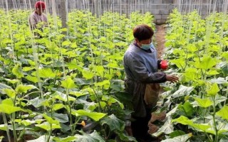 黄瓜上面的蚜虫怎么防治，可用啶虫脒等药物兑水喷雾