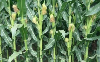 合育58玉米种子介绍，适宜密度为4500株/亩左右