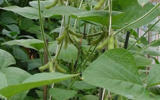 恒豆6号大豆种子特征特性,全生育期101天左右