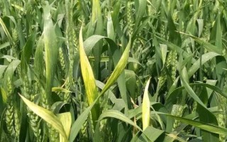 运河181小麦种子简介，中抗白粉病