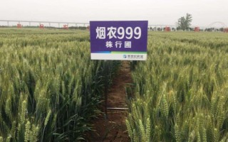 高产小麦品种有哪些,有烟农999、谷神麦19等