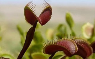 捕蝇草是什么植物，是一种食虫植物