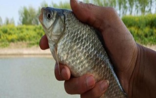 钓一斤左右的鲫鱼用几号钩几号线，常用6-9号袖钩