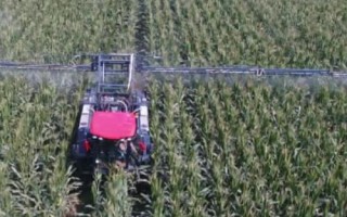 种下玉米打草甘膦会损害吗，需按照说明正确操作