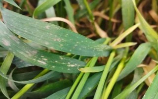 作物为什么长势不佳,重茬、施肥不当、农药过量使用均会导致