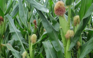 成玉788玉米种简介，注意防治瘤黑粉病和南方锈病