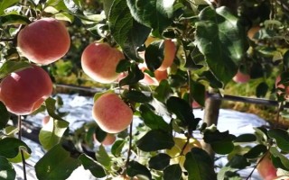 苹果的种植前景，收益可观但市场饱和度高可能会供大于求