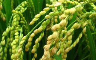 吉大817水稻种子特点，穗瘟表现中抗