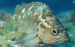 淡水石斑鱼的养殖技术，放养密度根据水流速而决定