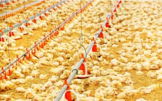 小鸡怎么养成活率高,确保室温在34℃-35℃左右