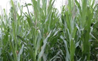 隆平928玉米种子简介，4月下旬至5月上旬播种
