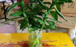 怎么养富贵竹，适宜生长在阴凉的环境中