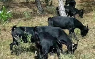 黑山羊有哪些常见品种，主要有大别山黑山羊、乐至黑山羊等7个品种